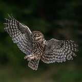 Little owls